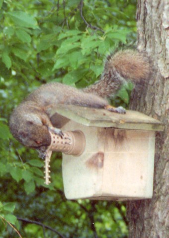 squirrel not in birdhouse